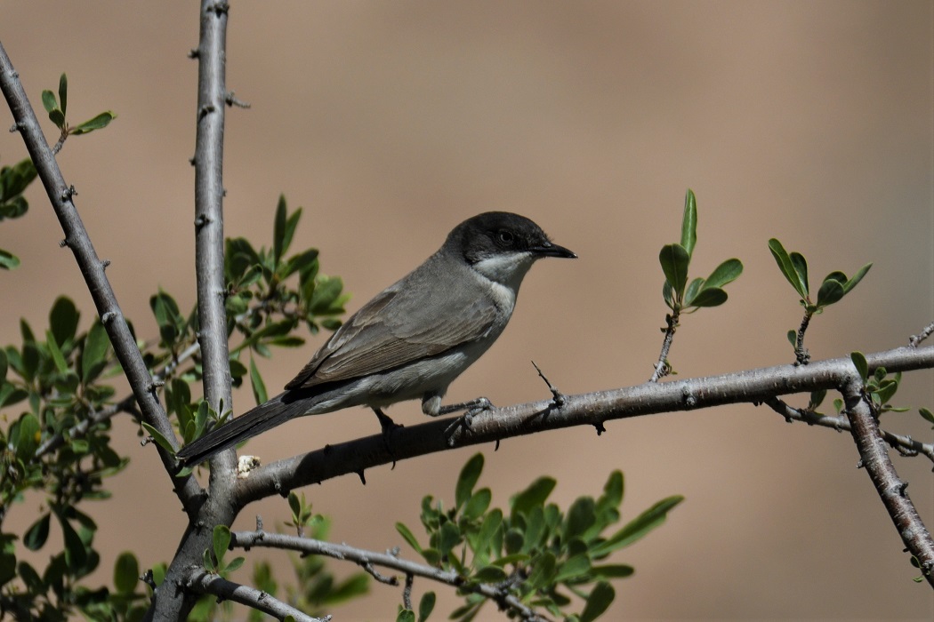 Eastern Orphean Warbler